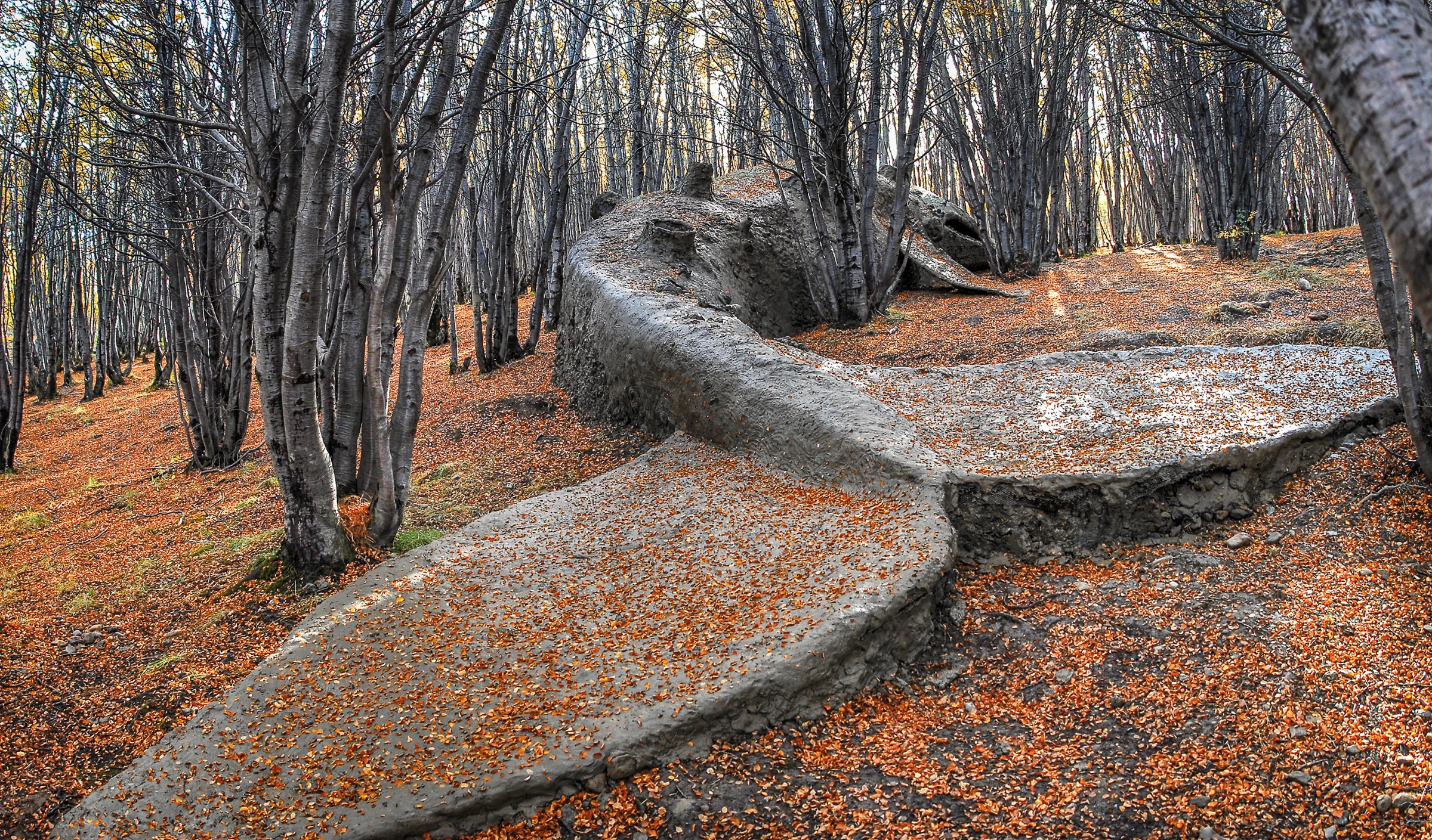 A massive sculpture of a beached whale on the floor of a forest.