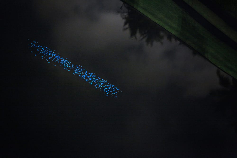 miya_ando_obon_puerto_rico_temporal_public_land_art_2012_phosphorescence_skeleton_leaves_resin_photo_lorraine_young_1-copy