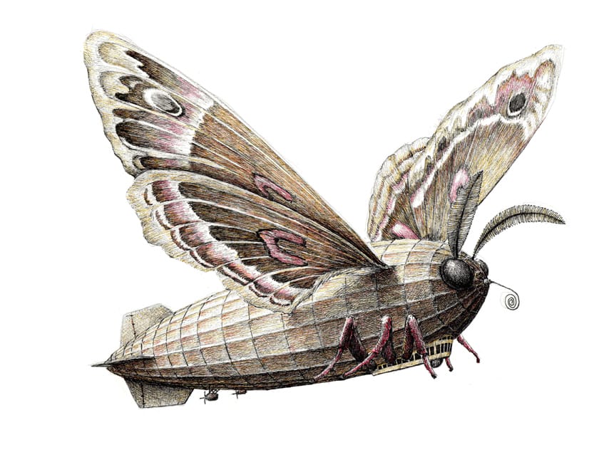 moth