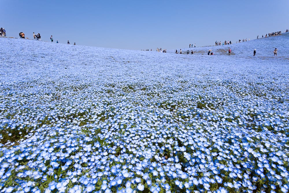 flower-2