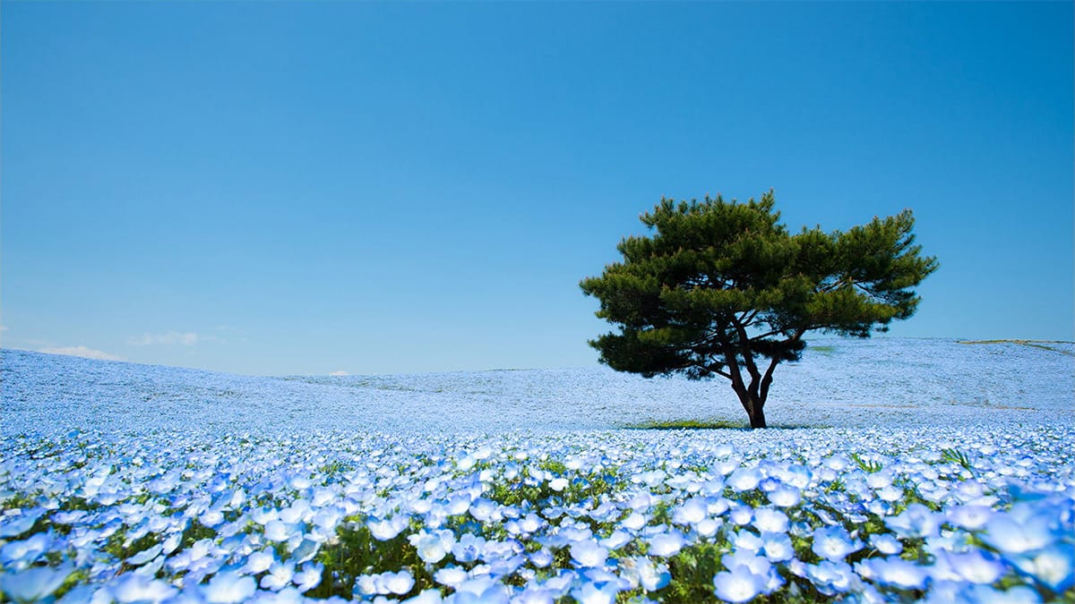 flower-3