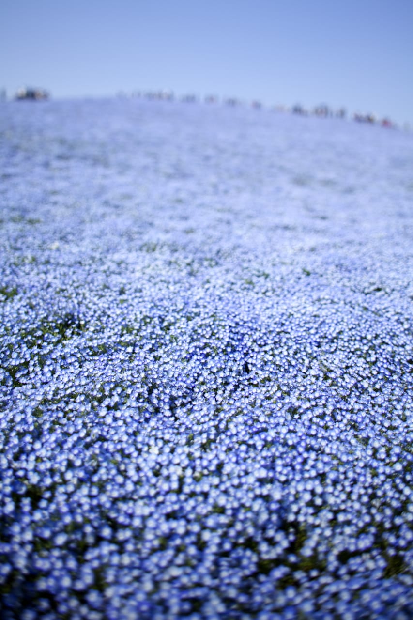 flower-7