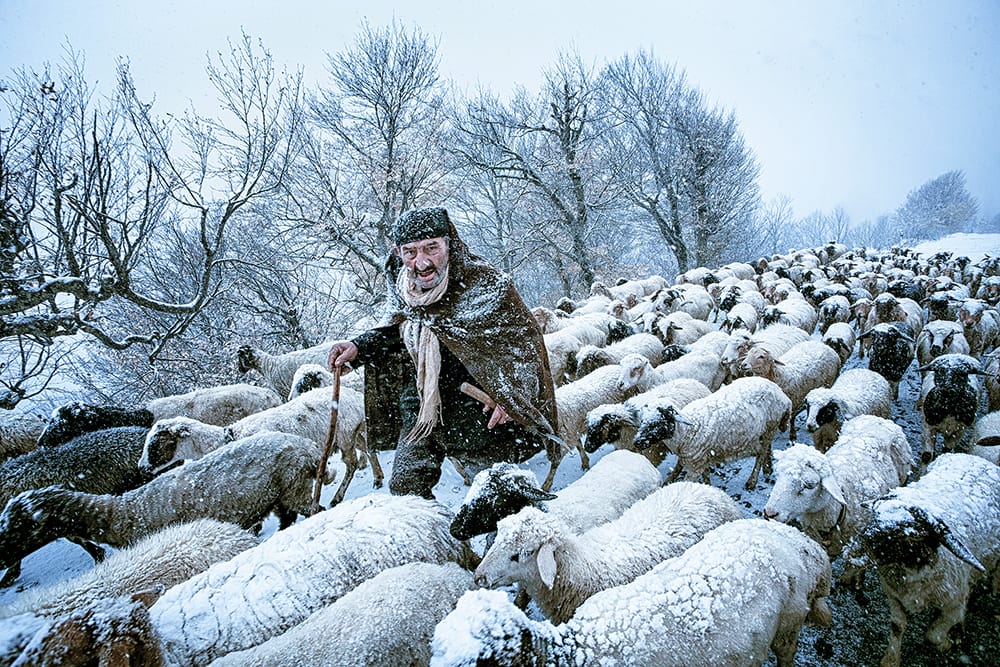 Old Shepherd