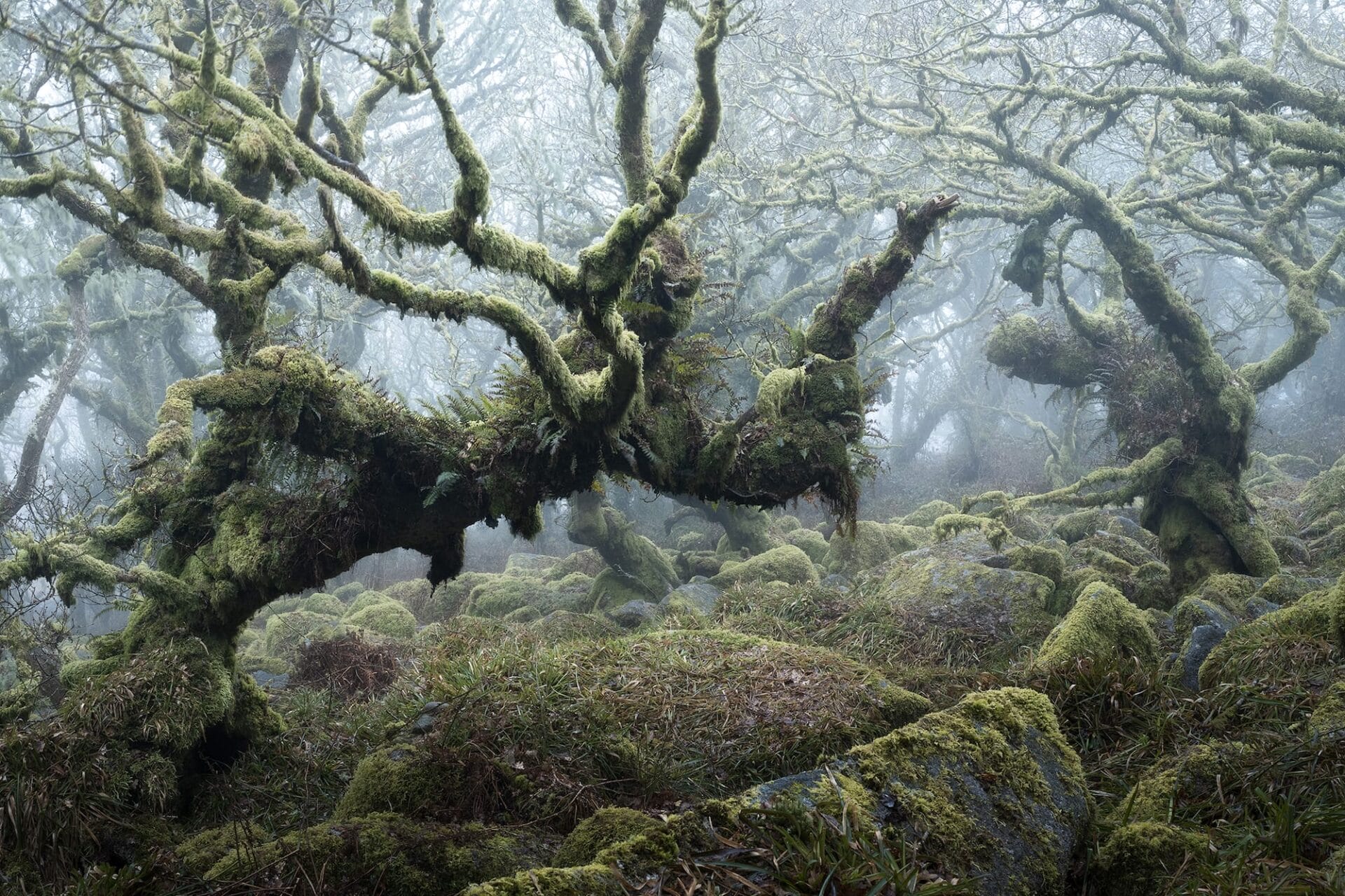 A photograph of moss-covered, gnarled trees in a misty forest.
