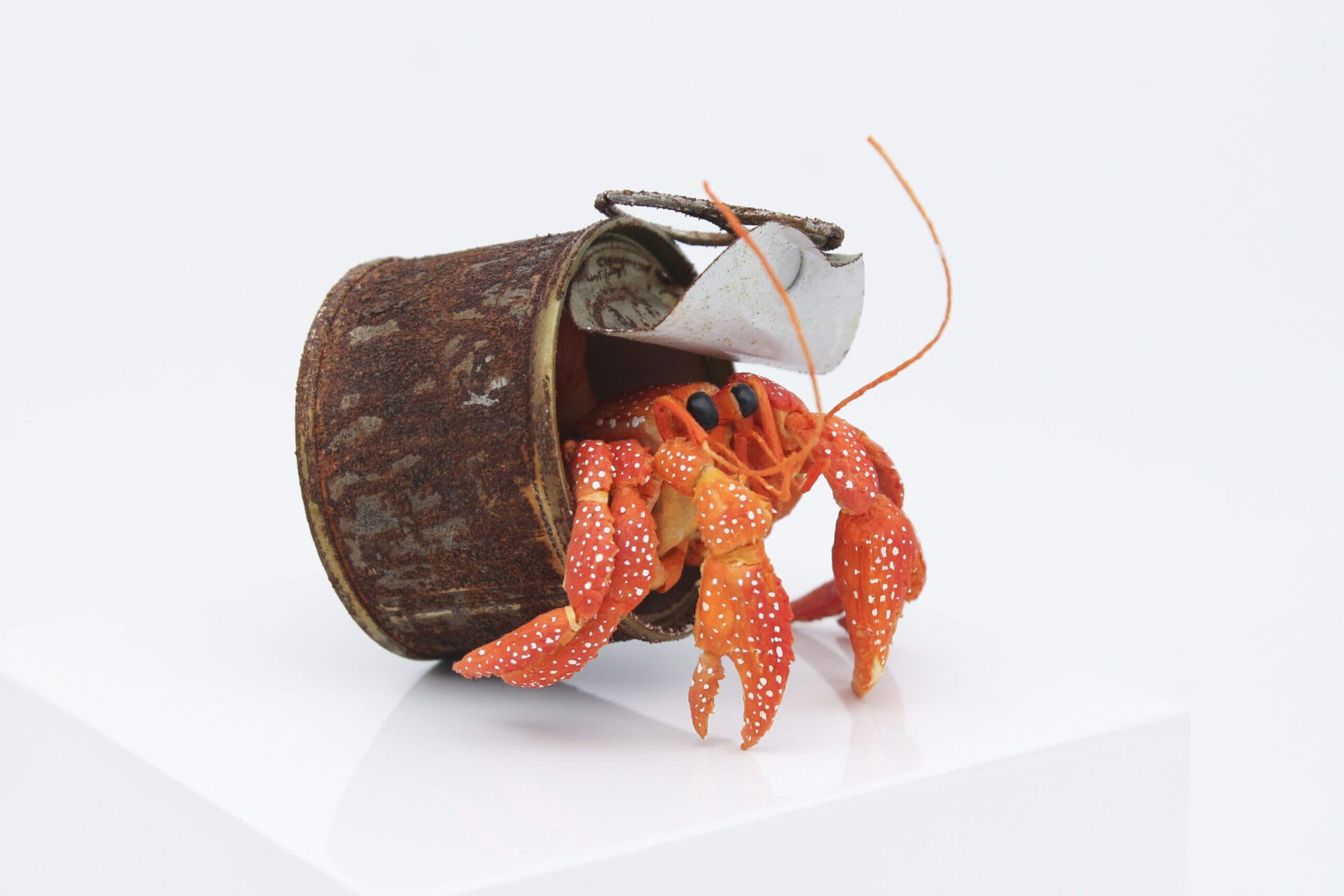 A hermit crab with a tin can as its shell.