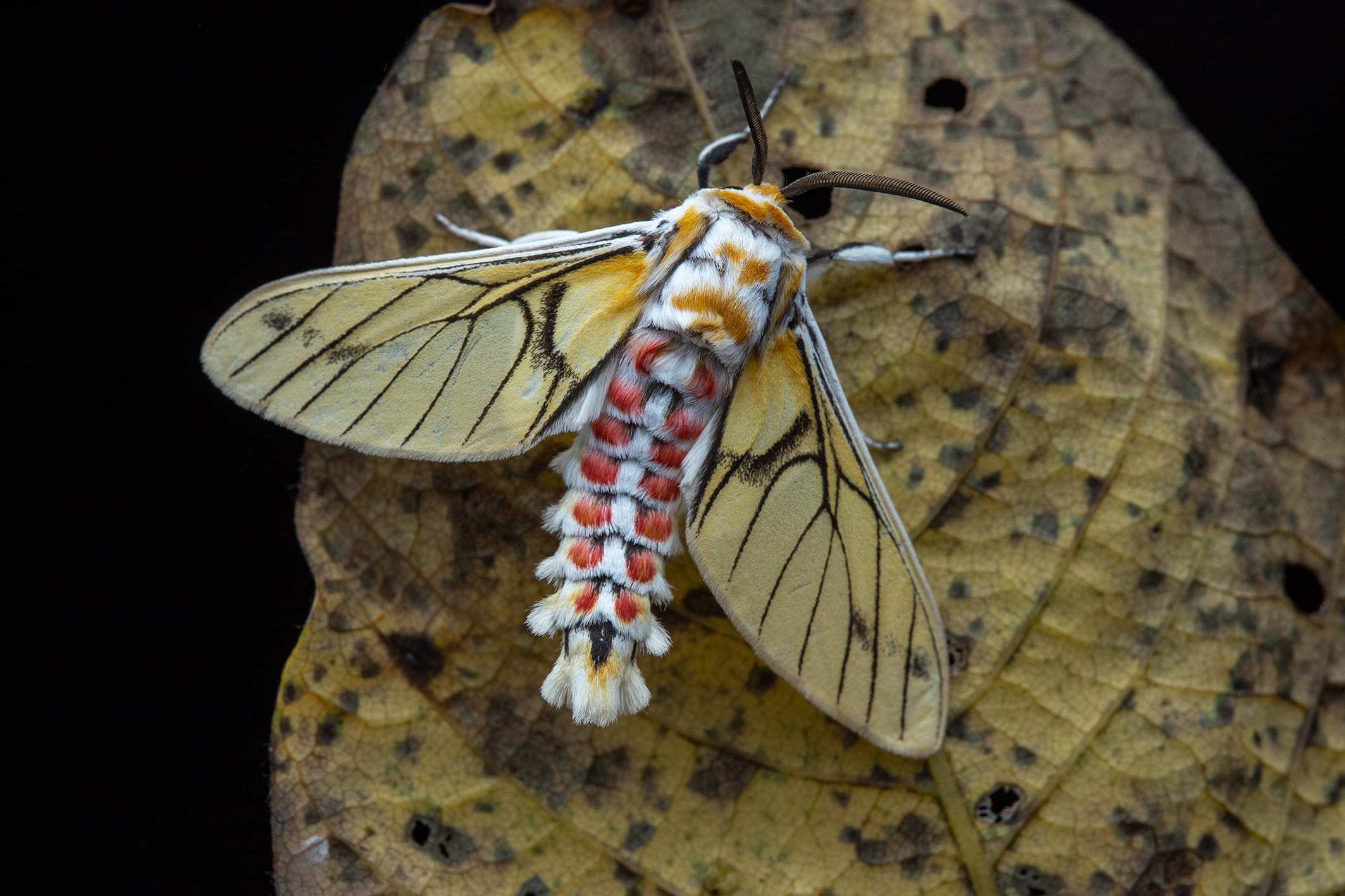 a moth-like insect with white, red, and black setae dons yellow and black wings.