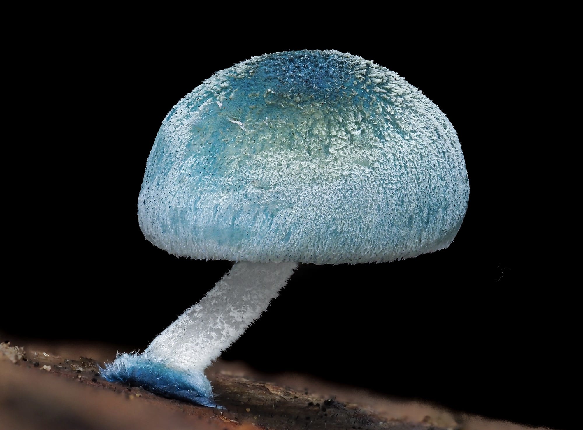 a bright blue slime mold captured in macro detail" class