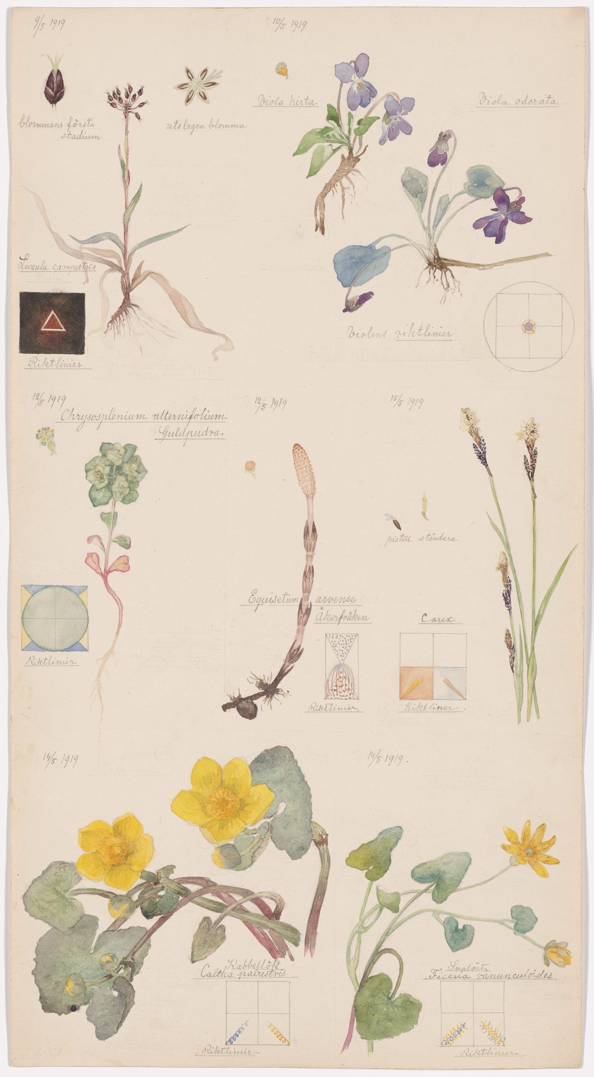 a vertical piece of paper with a watercolor rendering of a variety of flowers accompanied by esoteric geometric shapes