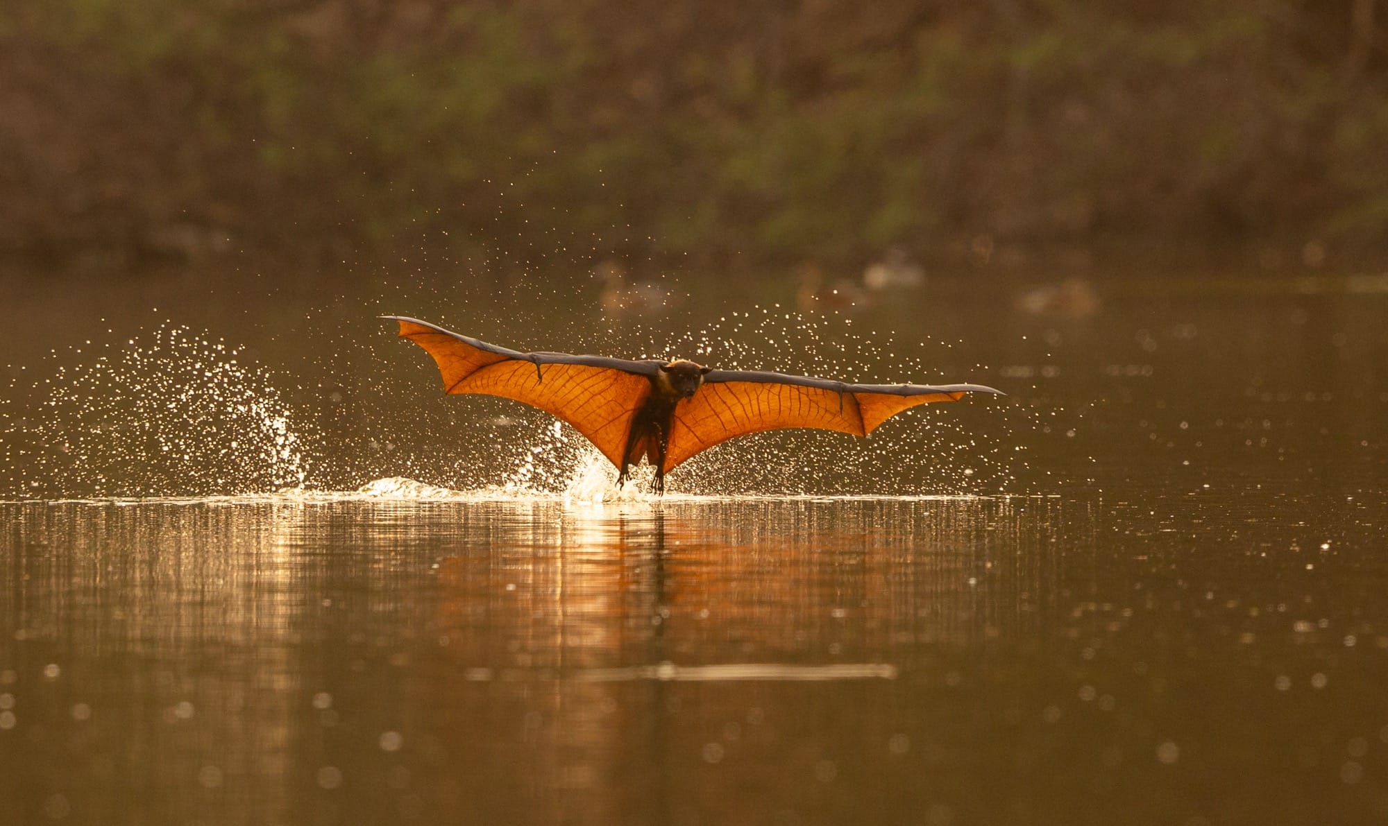 a fruit bat skims the surface of water with wings outstretched