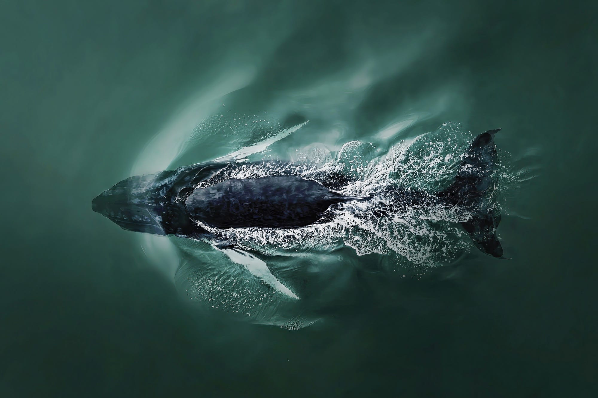A humpback whale diving back under the surface of the Atlantic Ocean after taking a breath of air.
