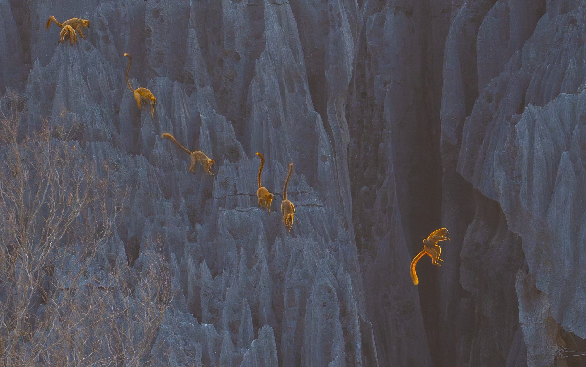 a group of lemurs leaping across a rocky gorge