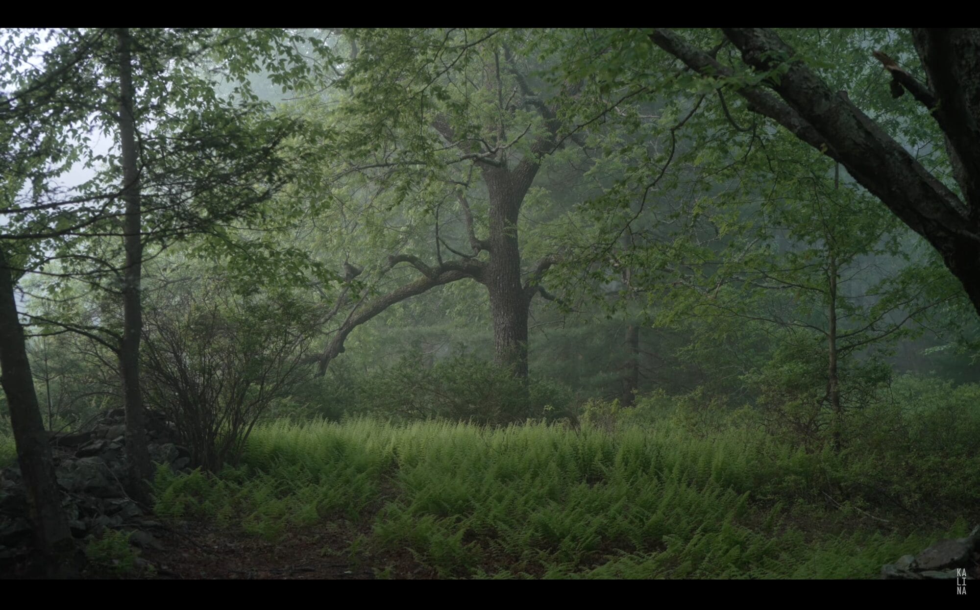 a screenshot of a tree