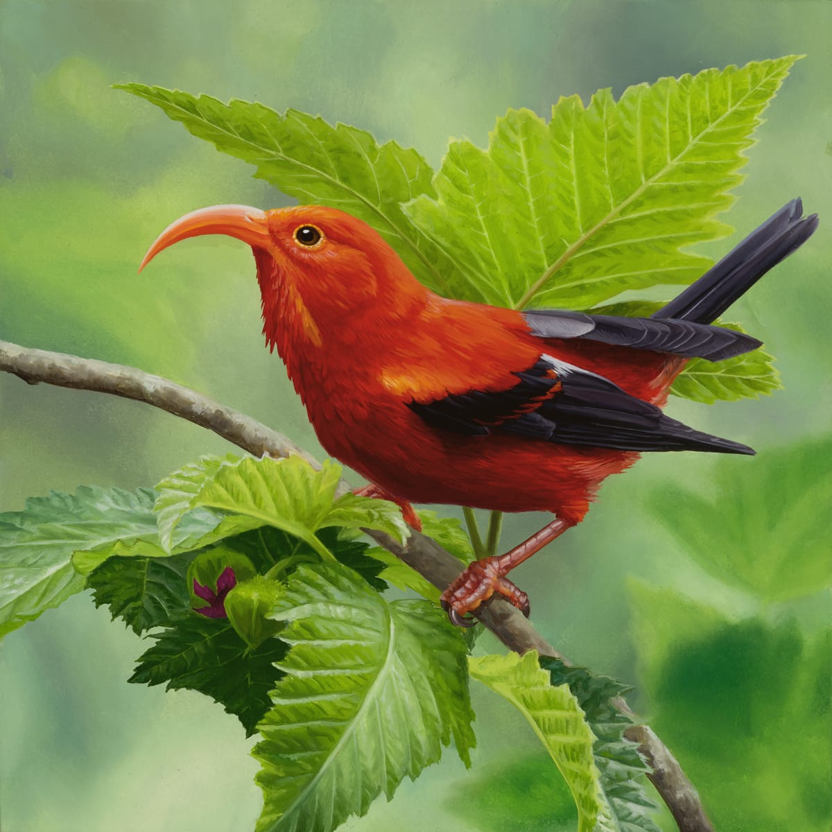 a bright red bird with a long curved beak on green leaves
