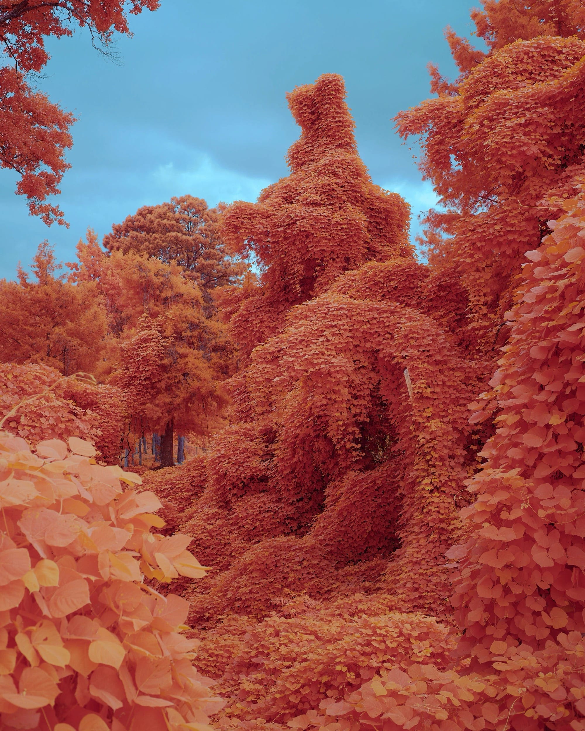 a surreal photograph of kudzu vines rendered in a pinkish-orange hue