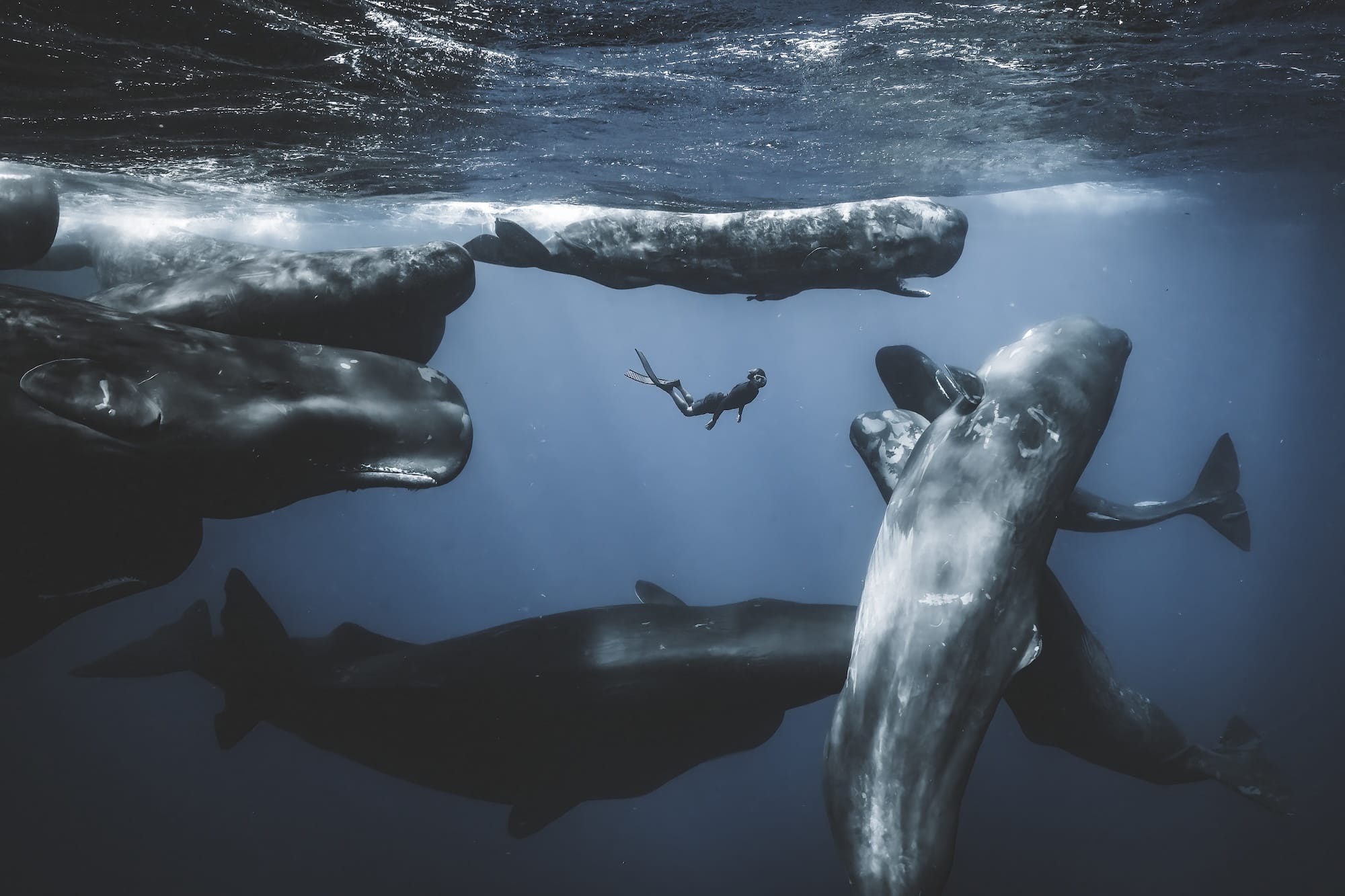 a diver swims with a pod of whales