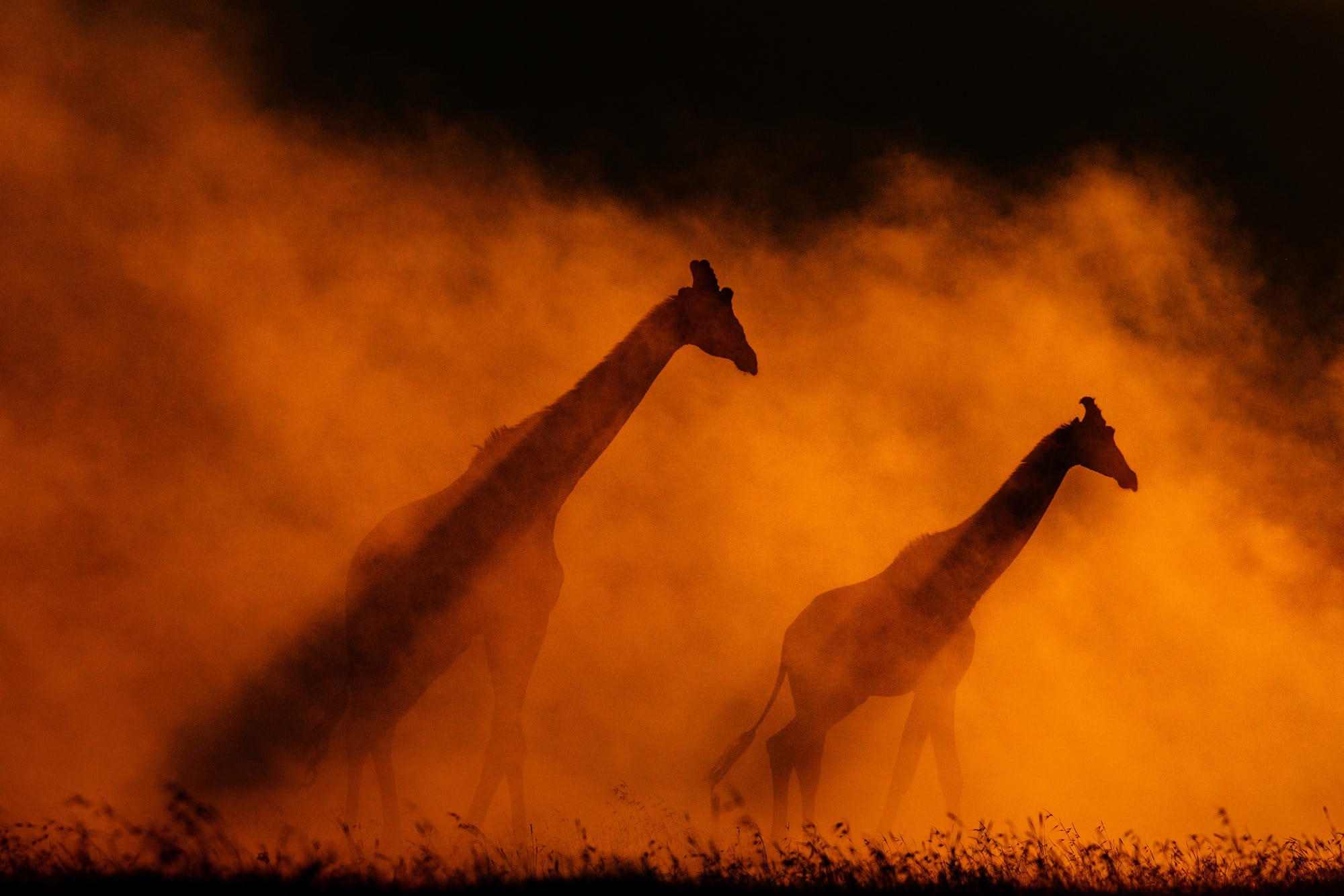 two giraffes silhouetted in rusty-red dust or mist