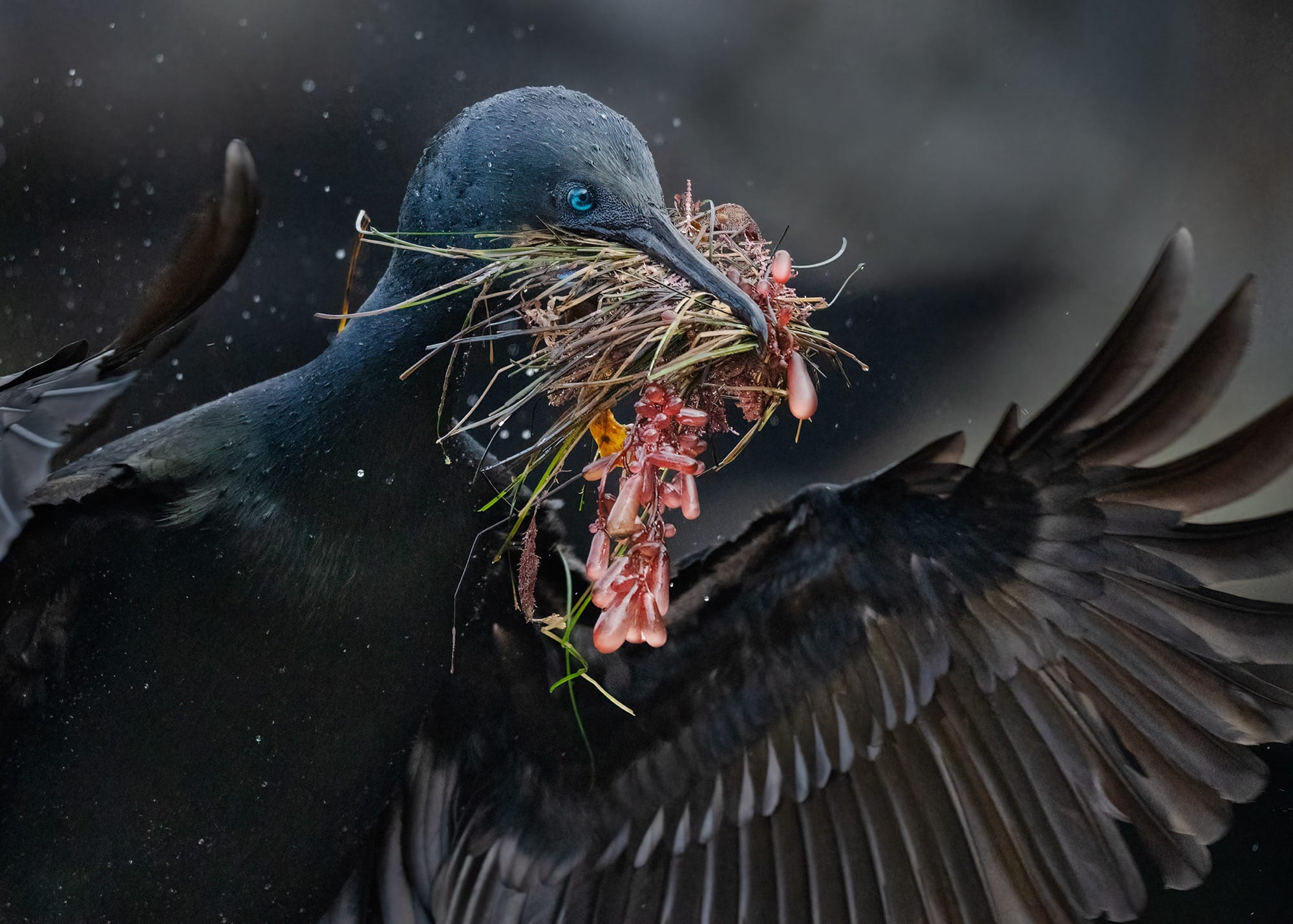 a Brandt's cormorant spreads its wings, with seaweed and algae in its mouth