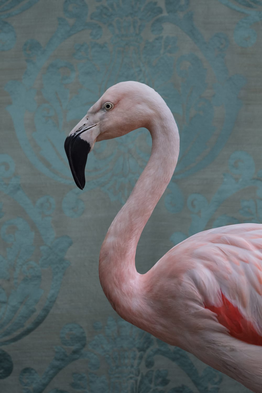 a photo by Clare Rosen depicts a pink flamingo against a blue patterned wallpaper backdrop