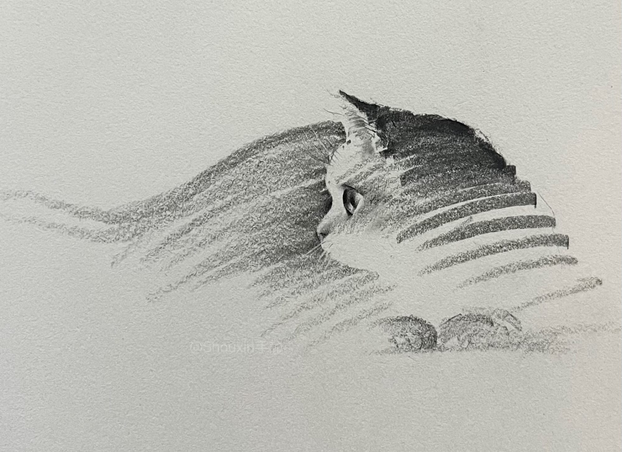 a small graphite drawing by ShouXin of a relaxed cat, made with emphatic pencil strokes