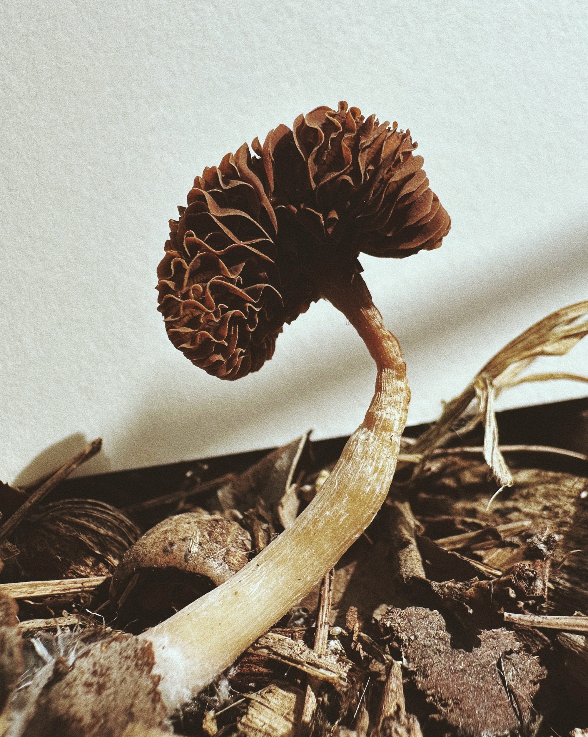 a photo by Ying Ang of a brown mushroom