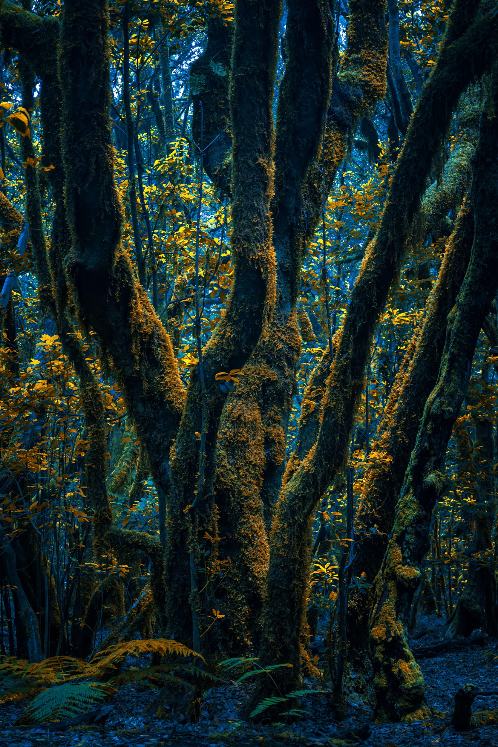 a photograph of a forest with uncanny colors in teal and yellow