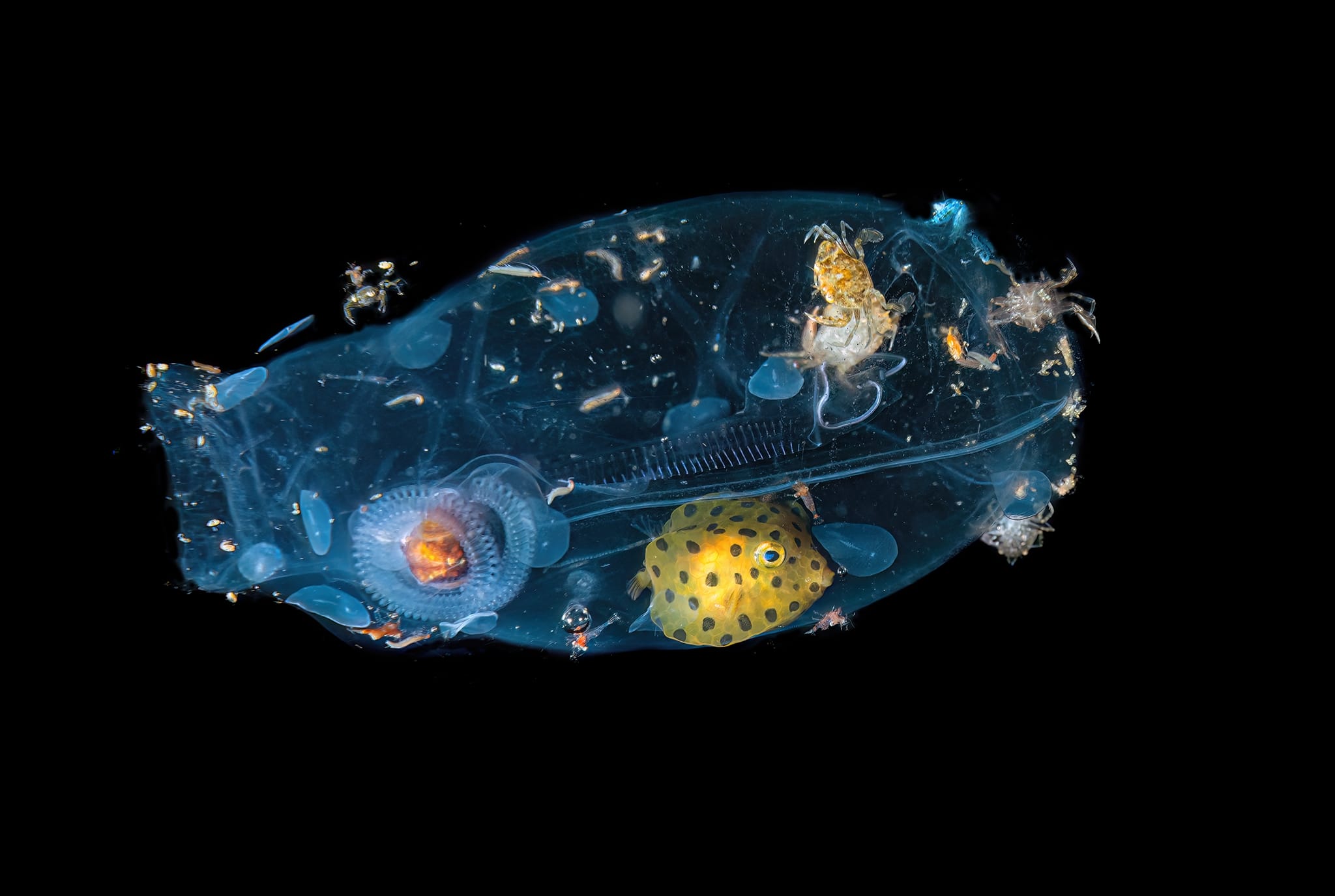 An underwater photo by Massimo Giorgetta of a microbial creature called a Tunicate salp