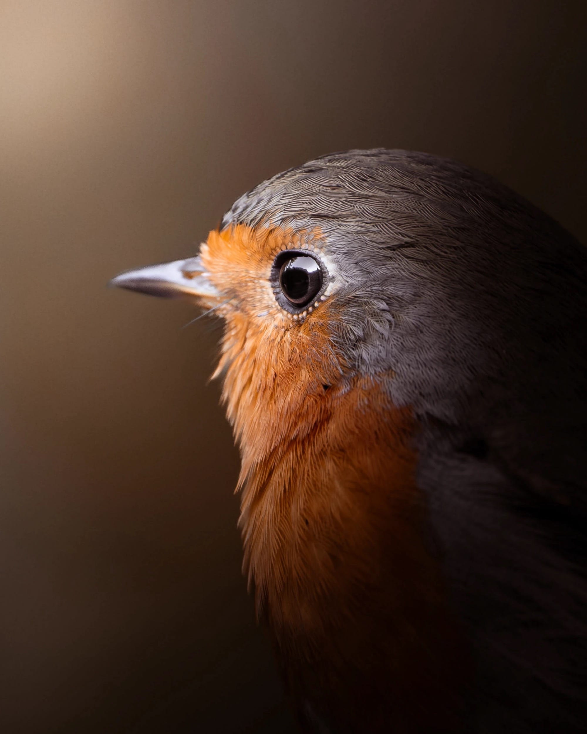 The head and beady eye of a European robin up-close in a photograph by Martin Heinzel