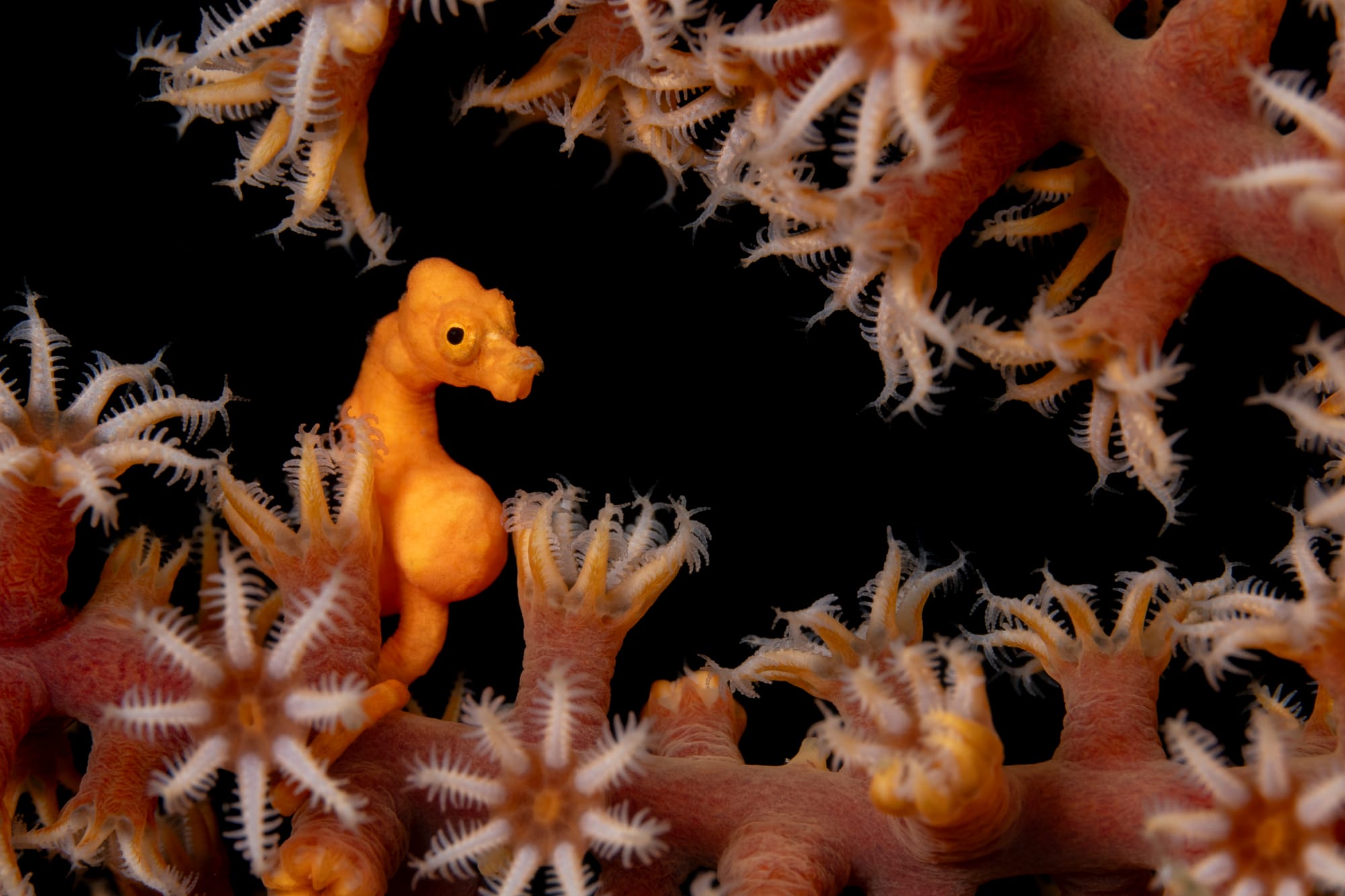 a photo by Wojtek Meczynski of a pregnant Pygmy seahorse through an opening in its coral home