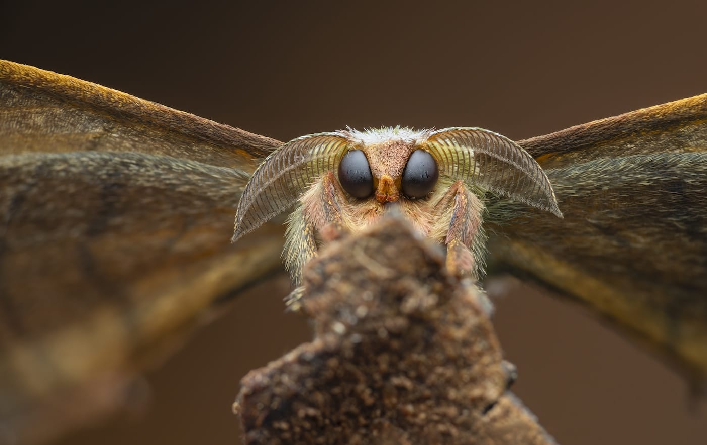 A close-up photograph of a moth's large-eyed face.