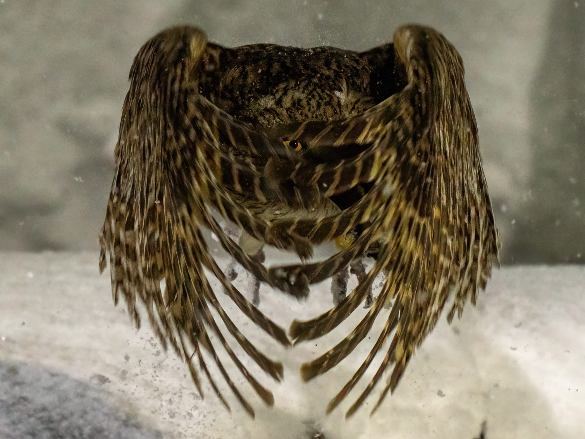 A photo by Chung Cheong Wong of a bird of prey with one visible eye through its splayed wing feathers
