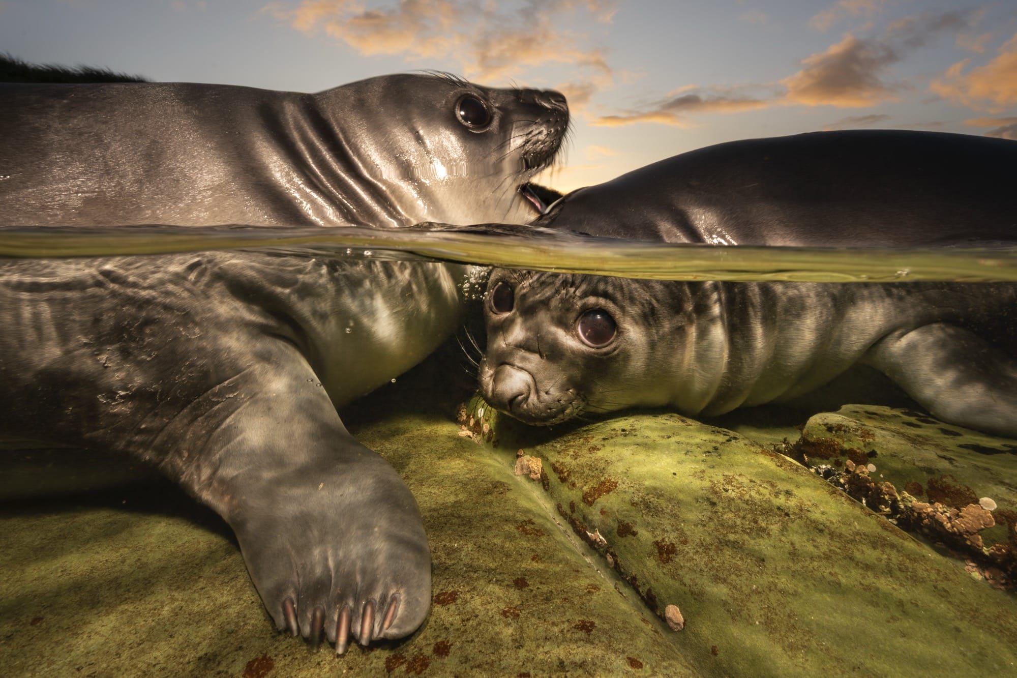 Two elephant seals interact in the water