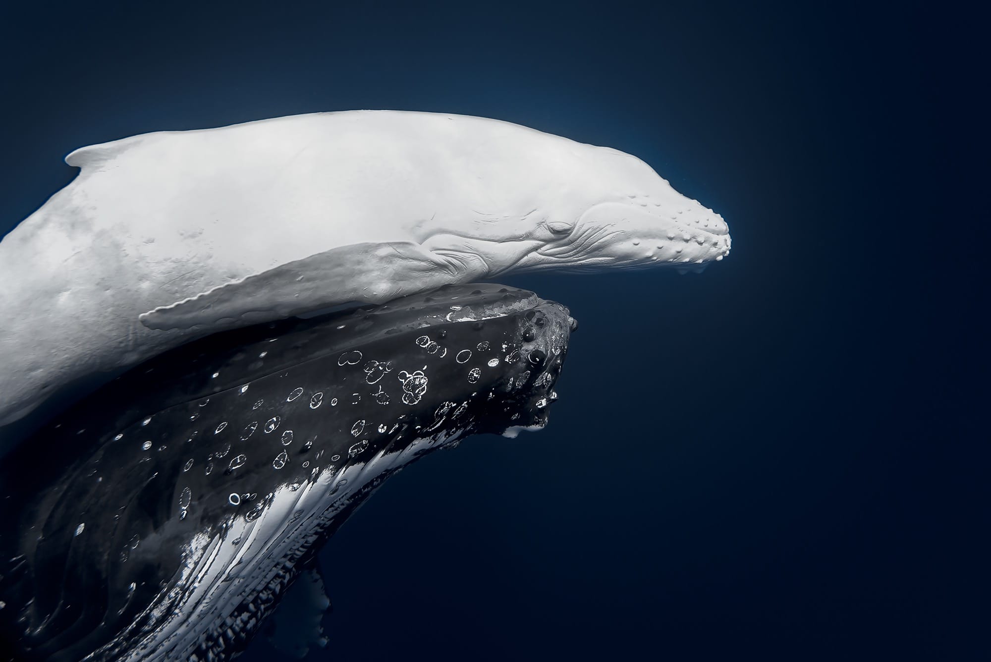 A rare white humpback whale baby is nudged upward by its mother underwater