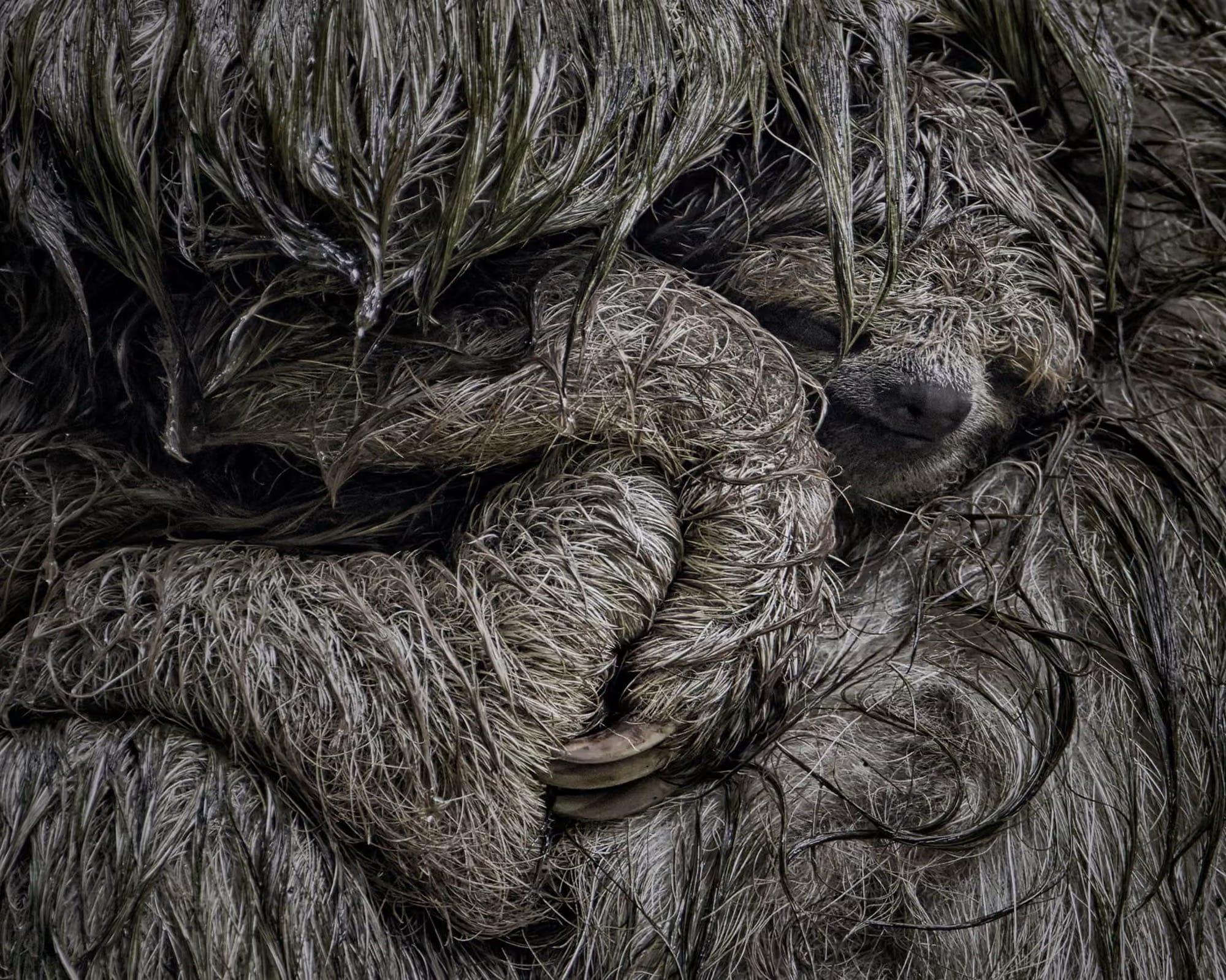 A brown-throated three-toed sloth cradles her young in her arms to shelter it from the rain.
