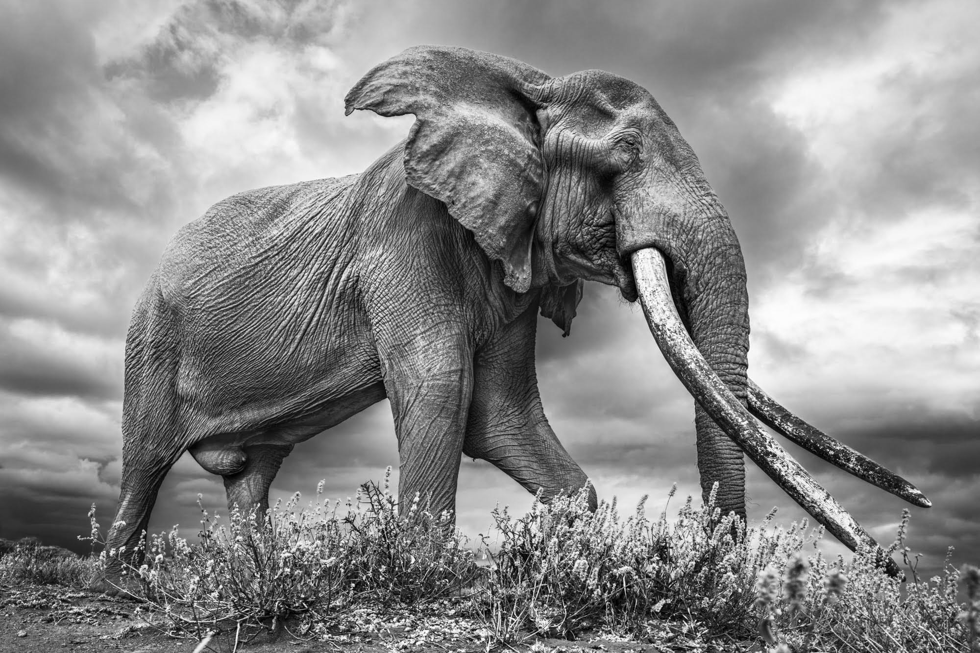 A black-and-white photo by Johan Siggesson of a giant big tusker elephant