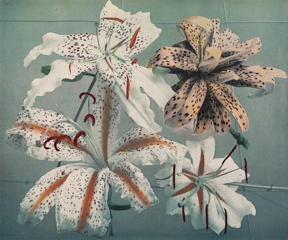 a colorized photograph of lilies from an 1896 book