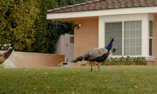 a gif from a short film showing peacocks and their chicks walking through a suburban front yard