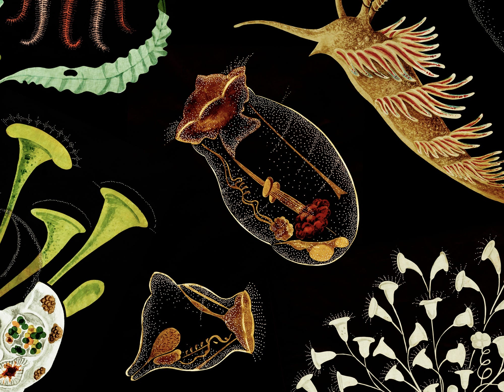A Victorian-era illustrated transparency of tiny marine creatures