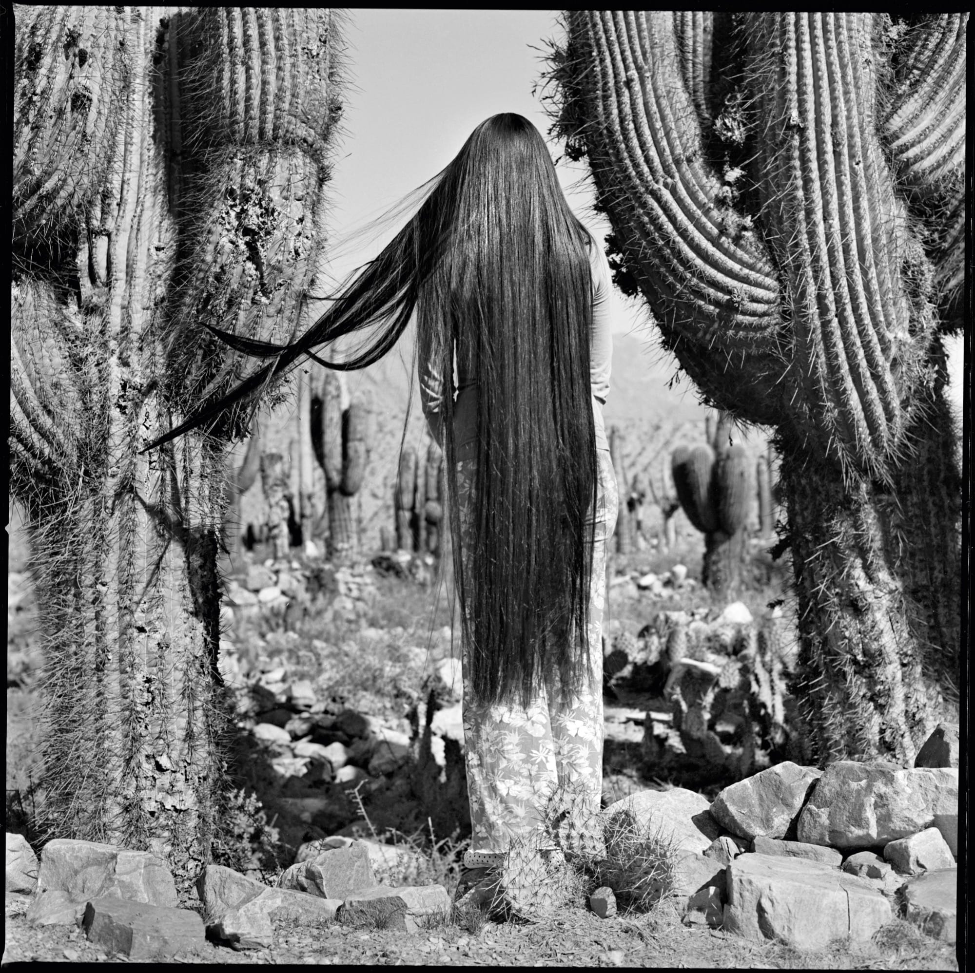 A black-and-white photo of a young woman with very long black hair, her back to the camera, who stands amid some large cacti, with some of her hair stuck in the spikes
