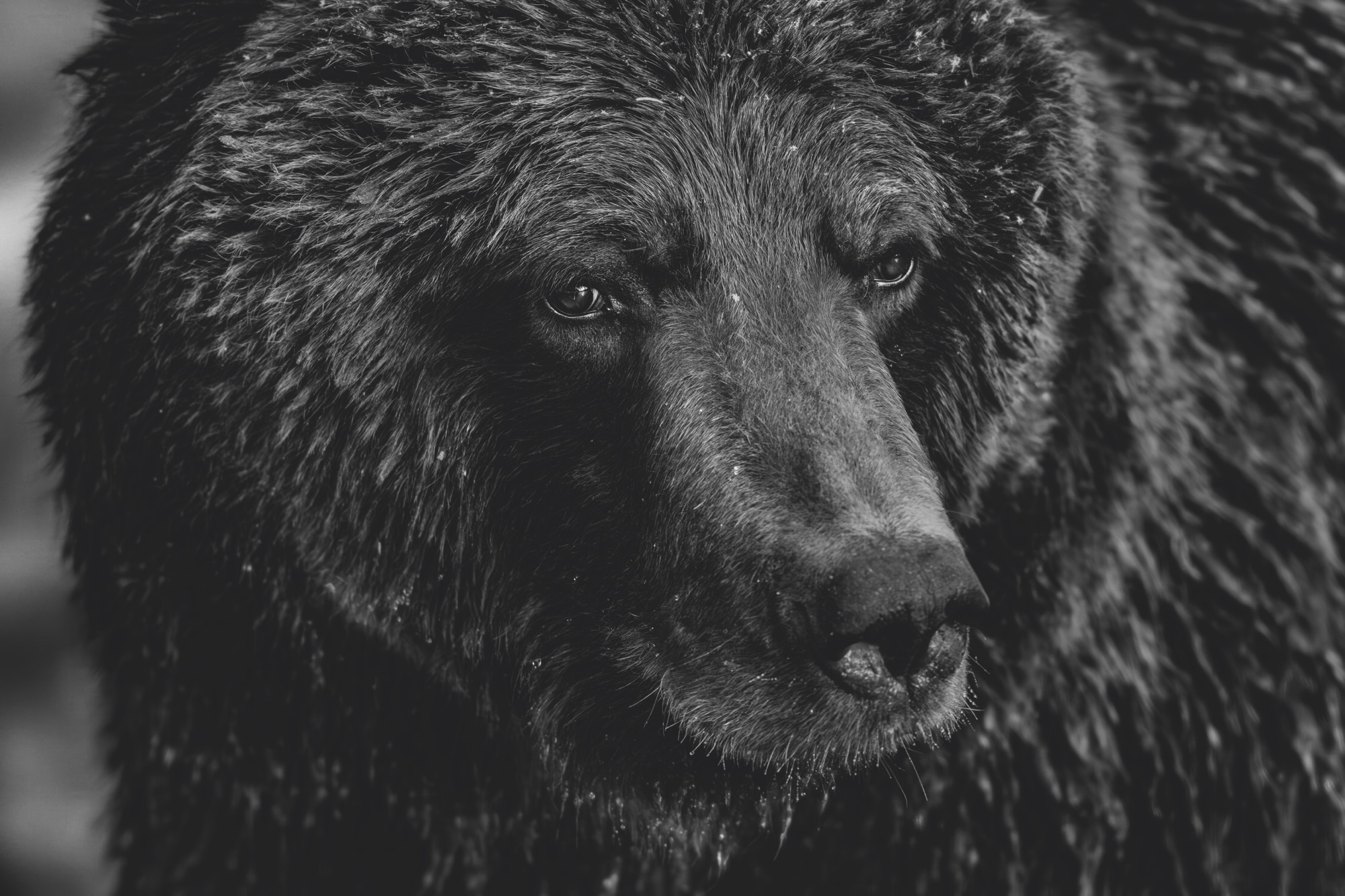 A close-up photograph by Paul Nicklen of a grizzly bear's face