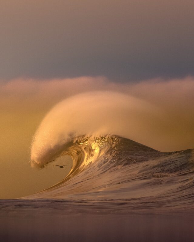 a moody photograph of a bird flying through the tube of a wave breaking in California
